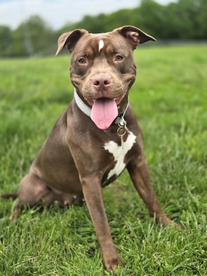 my dog, Daisy